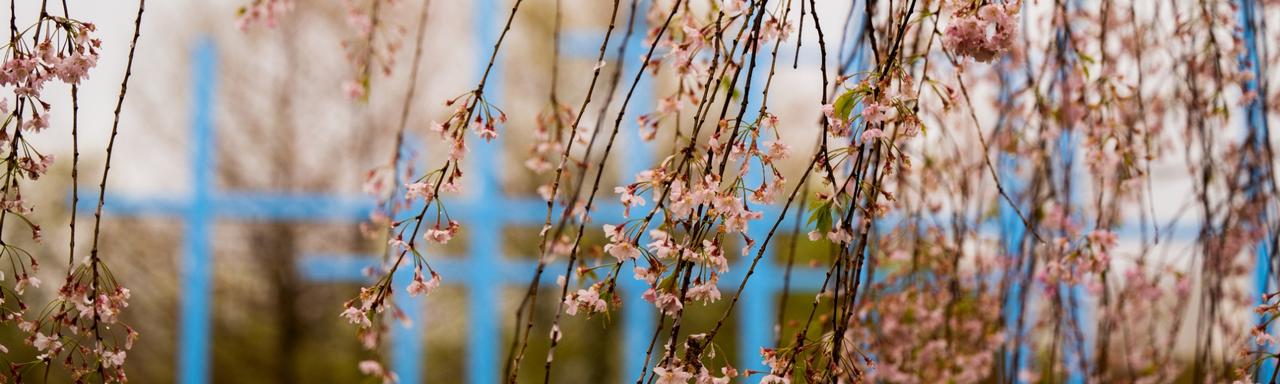 transformation link during spring